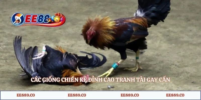 Các giống chiến kê đỉnh cao tranh tài gay cấn