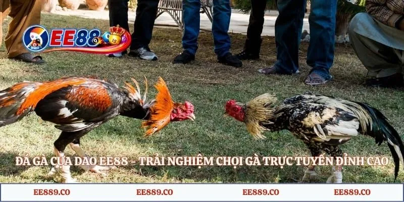 Đá Gà Cựa Dao EE88 - Trải Nghiệm Chọi Gà Trực Tuyến Đỉnh Cao 2 Đá Gà Cựa Dao EE88 - Trải Nghiệm Chọi Gà Trực Tuyến Đỉnh Cao