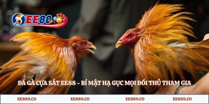 Đá Gà Cựa Sắt EE88 - Bí Mật Hạ Gục Mọi Đối Thủ Tham Gia 3 Đá Gà Cựa Sắt EE88 - Bí Mật Hạ Gục Mọi Đối Thủ Tham Gia