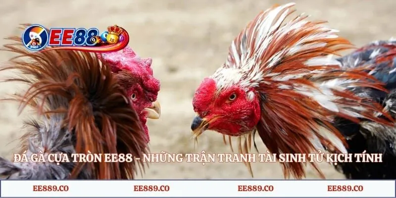 Đá Gà Cựa Tròn EE88 - Những Trận Tranh Tài Sinh Tử Kịch Tính 1 Đá Gà Cựa Tròn EE88 - Những Trận Tranh Tài Sinh Tử Kịch Tính