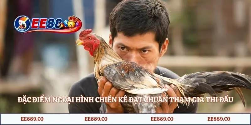 Đặc điểm ngoại hình chiến kê đạt chuẩn tham gia thi đấu