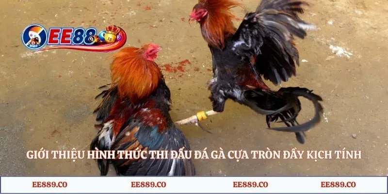 Giới thiệu hình thức thi đấu đá gà cựa tròn đầy kịch tính