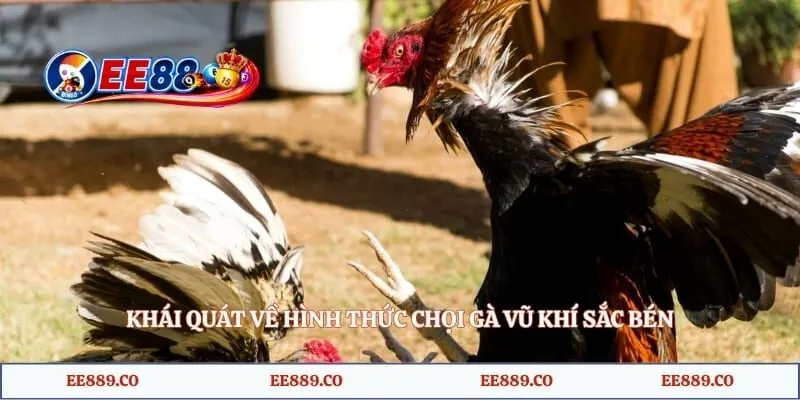 Khái quát về hình thức chọi gà vũ khí sắc bén