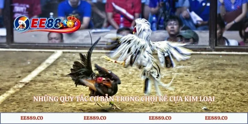 Những quy tắc cơ bản trong chọi kê cựa kim loại